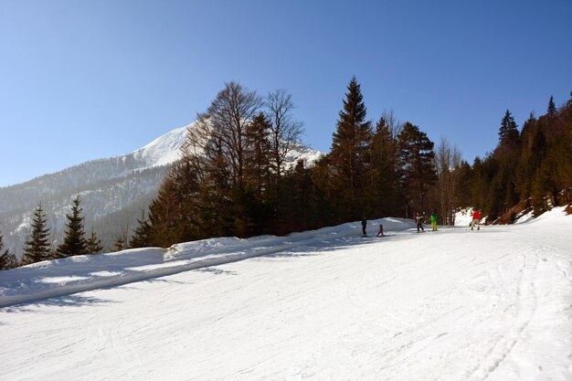 Несколько лыжников спускаются с горы по снежной трассе на фоне деревьев.