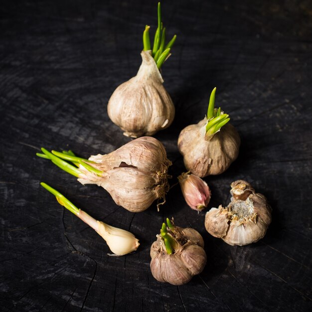 Several sprout garlic bulbs on black desk