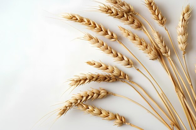 Several stalks of wheat arranged on a white background Generative AI