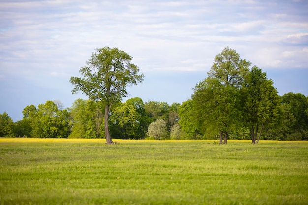 Several trees grow on a green field against a blue sky Calm landscape of the middle lane