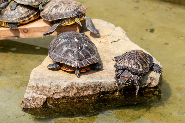 いくつかのカメは晴れた夏の日の水について休息をとる