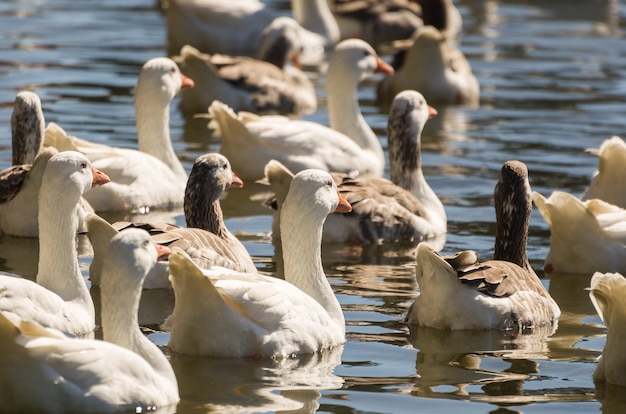 Several white ducks swimming on Lake in Brazil