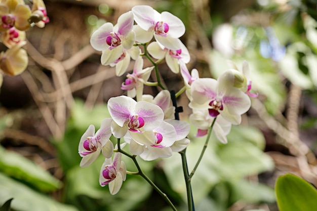 Several white and pink orchids in a greenhouse