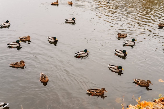 Several wild city ducks swim in the autumn pond with fallen leaves in the fall park