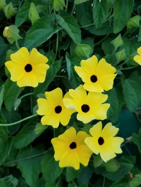 several yello flowers in the garden
