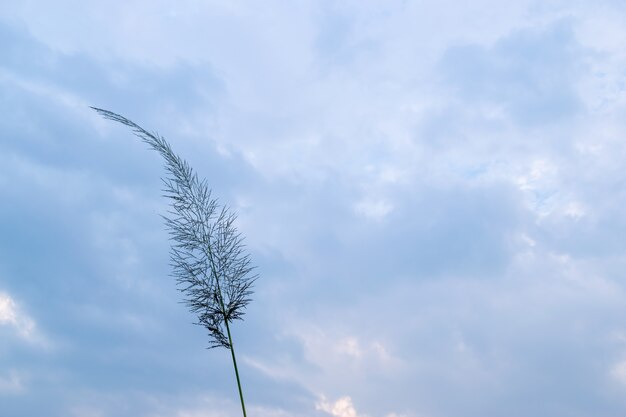 青い空と白い雲の下にいくつかの黄色い葦があります