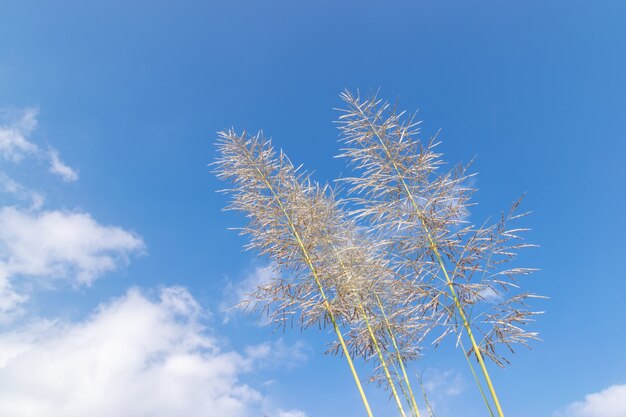 Several yellow reeds are under the blue sky and white clouds