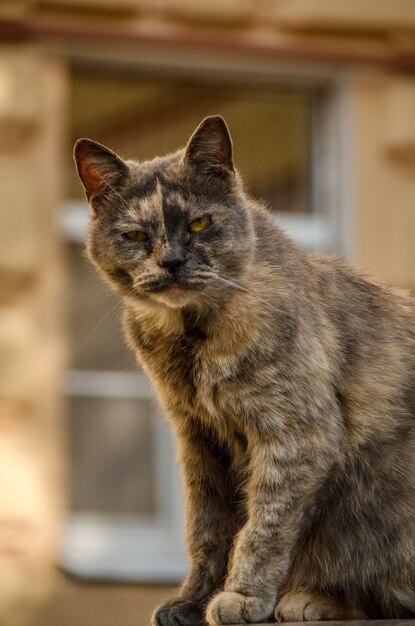 Фото Суровая домашняя кошка с суровым взглядом сидит на размытом фоне дома