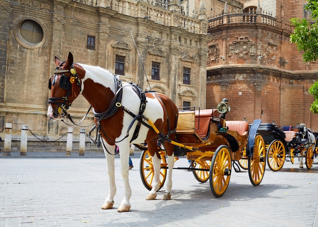 Seville horse carriages in Cathedral of Sevilla