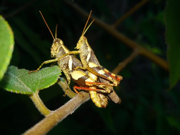 sex of grasshopper