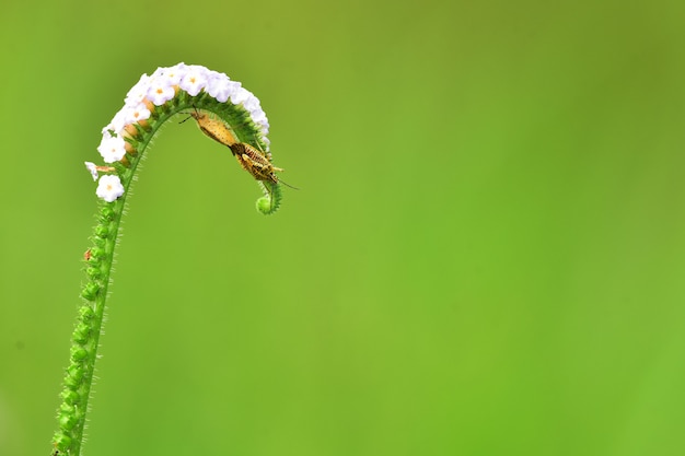 Sexual intercourse of insects on flowers