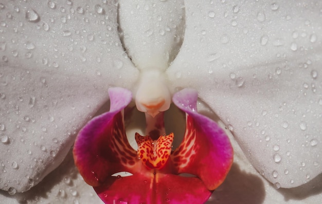 Sexy flower vulva clitoris vagina orgasm spring season erotic orchid flower close up passionate love