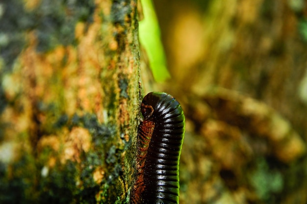 Photo the seychelles giant millipede on a tree branch