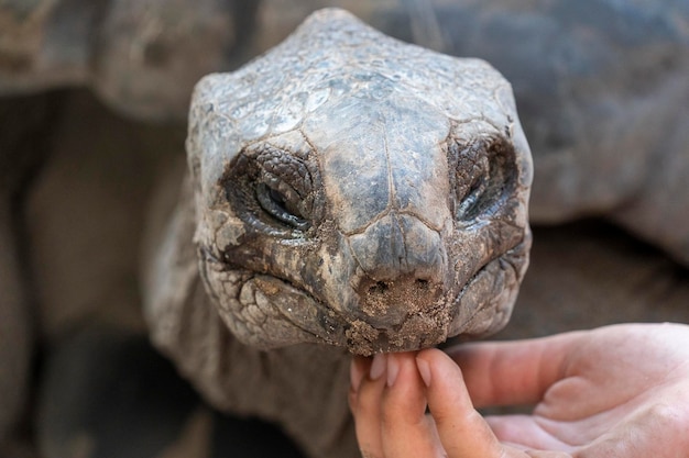 Seychelles giant terrestrial turtle close up portrait