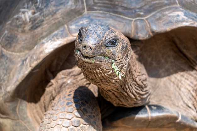 Seychelles giant turtle close up
