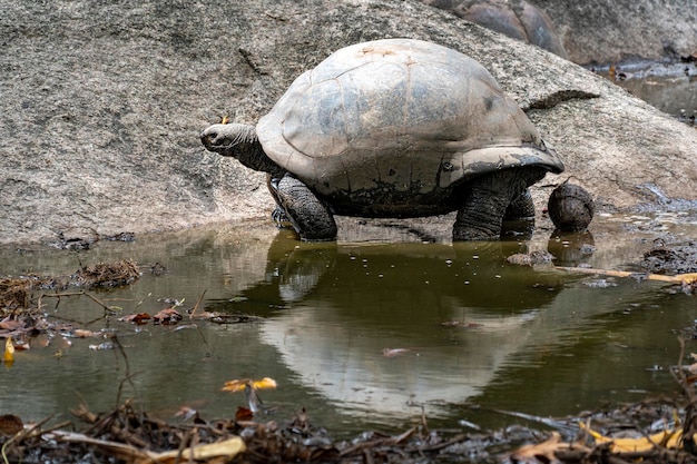 Seychelles giant turtle