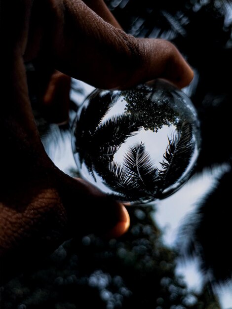 Photo seychelles palm in a magic ball