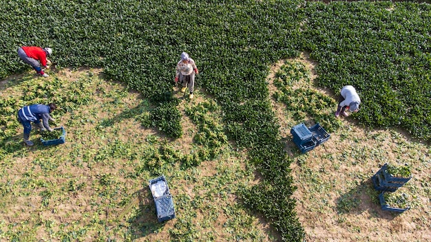 Seyrek - Foca -  Izmir - Turkey, January 25,  2023, Seasonal workers working in a spinach field.