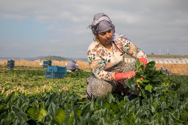 Seyrek - Foca - Izmir - トルコ、2023 年 1 月 25 日、ほうれん草畑で働く季節労働者.