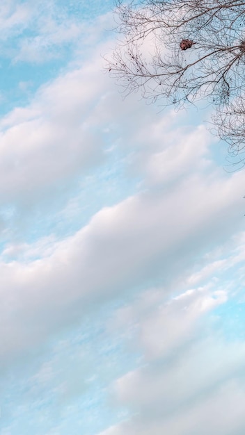 Sfeer kalme lucht wolk panorama achtergrond Droge boomtakken Herfst zomer einde vooruitgang regressie leven concept