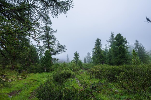 Sfeervol boslandschap met naaldbomen in lage bewolking bij regenachtig weer Sombere dichte mist in donker bos onder grijze wolkenlucht bij regen Mysterieus landschap met naaldbos in dichte mist