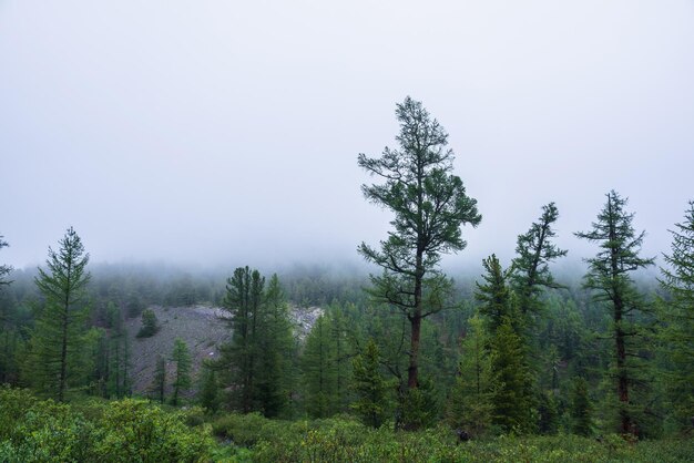 Sfeervol boslandschap met naaldbomen in lage bewolking bij regenachtig weer Sombere dichte mist in donker bos onder grijze wolkenlucht bij regen Mysterieus landschap met naaldbos in dichte mist