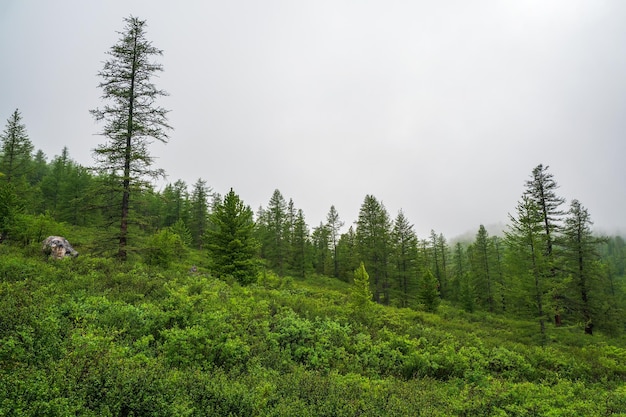 Sfeervol groen boslandschap met sparren in bergen minimalistisch landschap met rand naaldbos in lichte mist alpine rustig landschap in de vroege ochtend