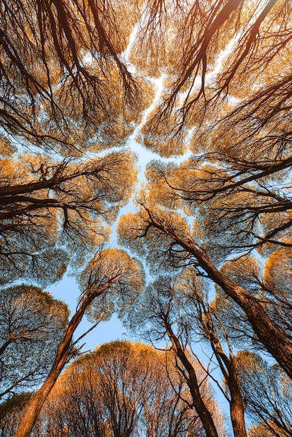 Sfeervol herfstlandschap. Een bottom-up zicht op de kronen van de takken van gele herfstbomen. Achtergrond van de top van het bos.
