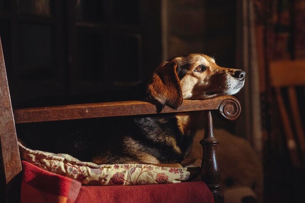 Sfeervol portret van een hond rustend in een stoel in donkere natuurlijke kleuren