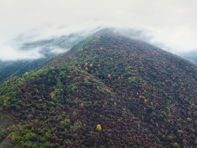 Sfeervol verticaal landschap met naaldbomen op steenachtige heuvel in lage bewolking bij regenachtig weer Dichte mist in donker bos onder bewolkte hemel Mysterieus landschap met naaldbos in dichte mist