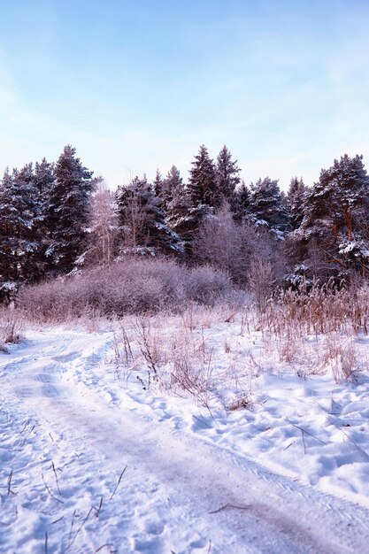 Sfeervol winterlandschap met bevroren droge planten tijdens sneeuwval Winterkerstachtergrond