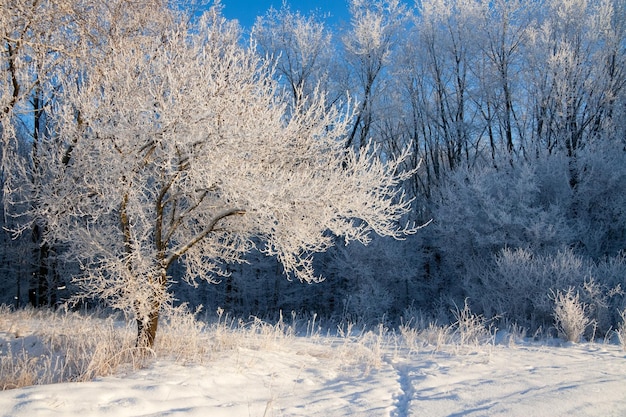 Sfeervol winterlandschap met bevroren droge planten tijdens sneeuwval Winterkerstachtergrond