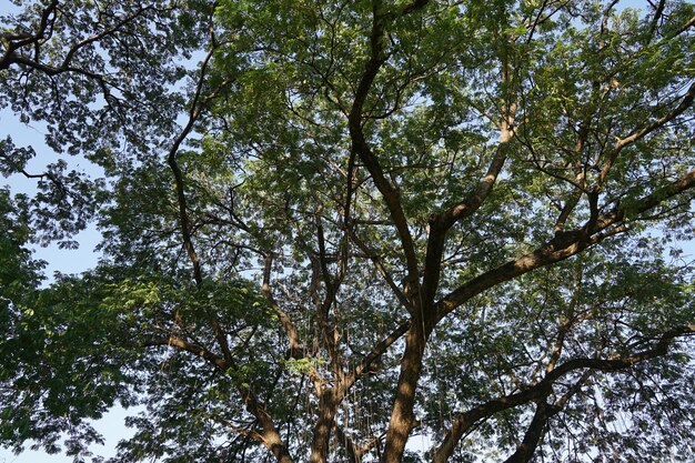 Under the shade of many branches of big and tall tree.