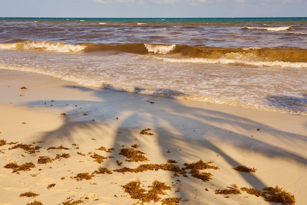 メキシコのカリブ海の熱帯のビーチにあるヤシの木の陰