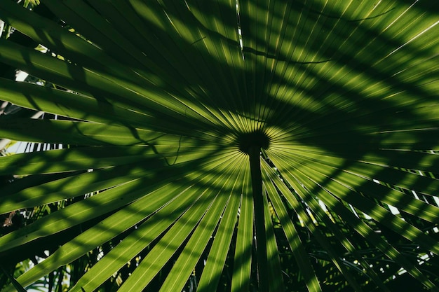 Foto ombra di luce solare su foglia di palma tropicale