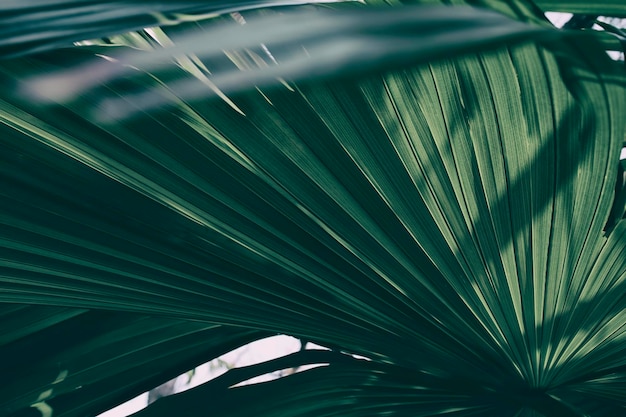 Тень солнечного света на тропическом пальмовом листе