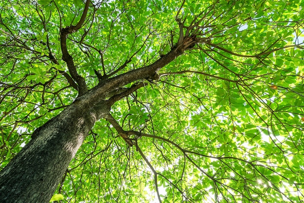 熱帯タイの高木の木陰の下で。