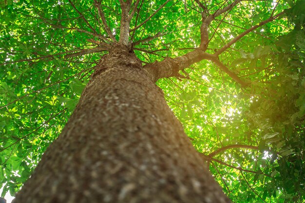 Foto sotto l'ombra degli alti alberi