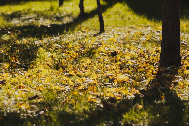秋の庭の木陰。黄ばんだ葉の周り