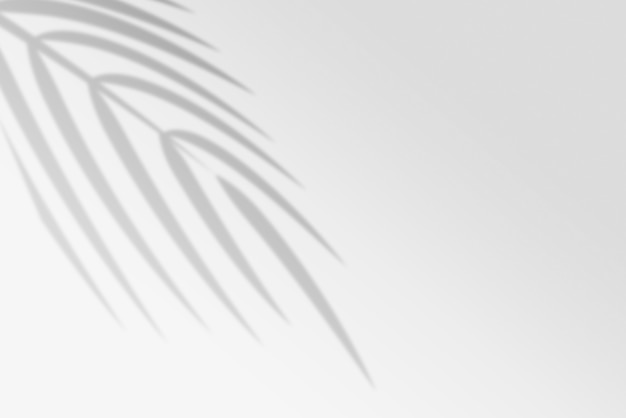 Shadow background of palm leaves design element