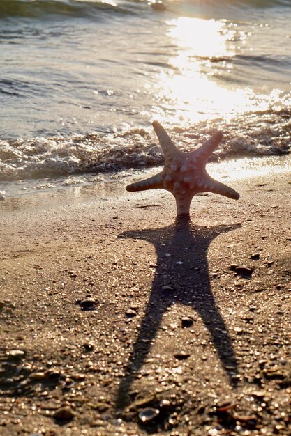 Foto ombra di un uccello sulla spiaggia