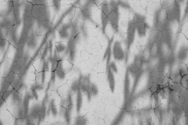 Shadow of branches and leaves on a white wall background