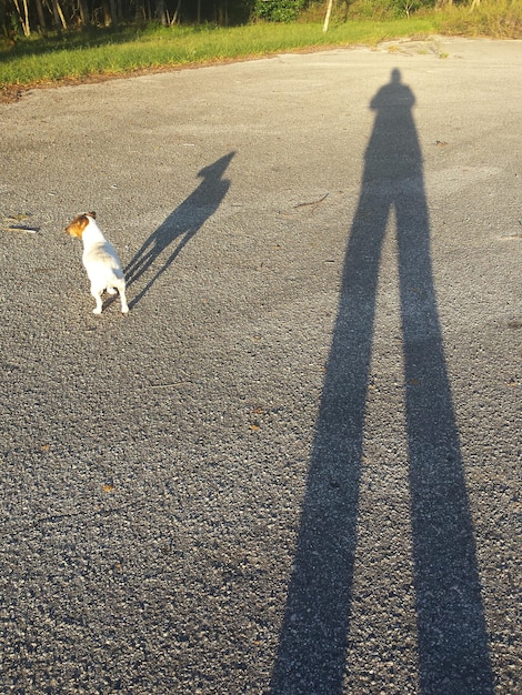 写真 路上で犬の影をかける