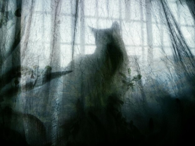 Photo shadow of cat on curtain at home