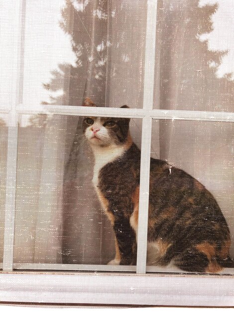 Foto ombra di gatto che guarda attraverso la finestra