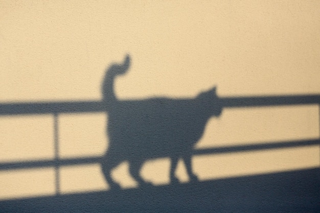 Photo shadow of cat on wall