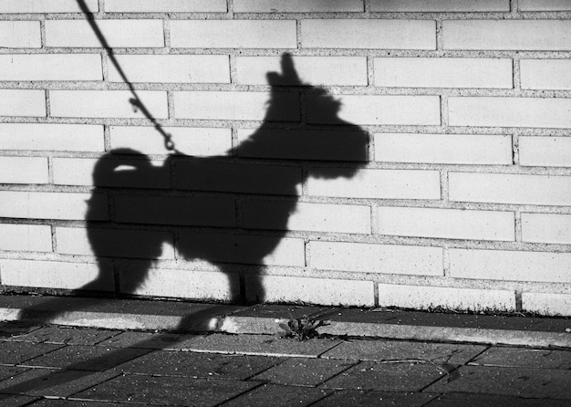 Shadow of a dog in leash walking on the street