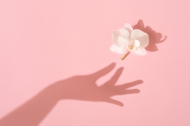 Foto l'ombra della mano femminile prende un fiore di orchidea bianco su sfondo rosa. concetto di femminilità. donne, festa della mamma. disposizione piatta.