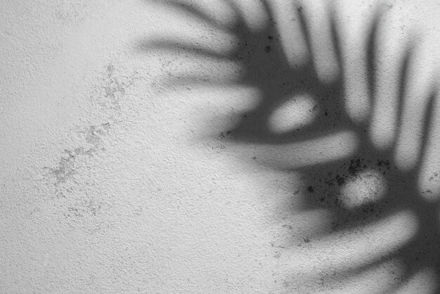 Photo shadow of a fern leaf cast on a textured white wall during daylight