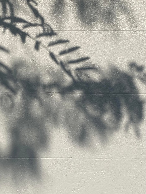 A shadow of a fern leaf on a wall